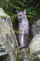 Cougar (Puma concolor), also commonly known as the mountain lion, puma, panther, or catamount. is the greatest of any large wild terrestrial mammal in the western hemisphere.
