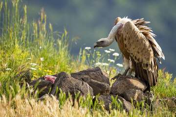 Griffon vulture, gyps fulvus, feeding on meat in sunlit summer nature. Animal wildlife scenery from Rhodope Mountains, Bulgaria, Europe. Bird of prey in natural environment looking with interest.