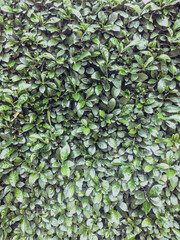 Beautiful background of closeup dark green bright sun leaves. With copy space ideal for use in the design or wallpaper. Stories vertical format