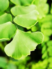 Fototapeta premium green leaf background