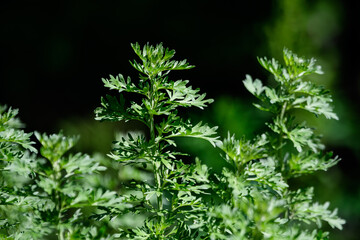 Close up of fresh green leaves of Artemisia absinthium (wormwood, grand wormwood, absinthe or absinthium), in a garden in a sunny spring day background photographed with soft focus.