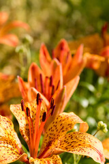 満開のユリの花