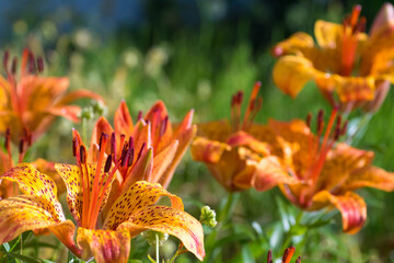 満開のユリの花