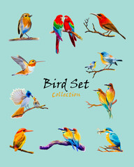 Bird set watercolor original painting colorful of bird
