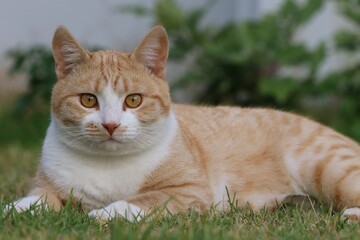 Naklejka na ściany i meble Ginger Cat, also called Tabby Cat, on the lawn.