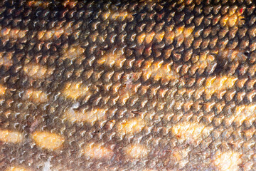 Macro shot of northern pike skin. Pike skin background. Fishing camouflage background of pike fish scale skin. © Anna