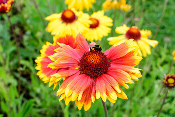 Side view of one vivid red and yellow Gaillardia flower, common name blanket flower,  and blurred green leaves in soft focus, in a garden in a sunny summer day, beautiful outdoor floral background.