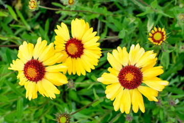 Many vivid yellow and red Gaillardia flowers, common name blanket flower, and blurred green leaves in soft focus, in a garden in a sunny summer day, beautiful outdoor floral background.