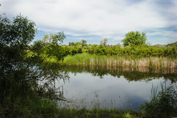 Fototapeta na wymiar River and green deal, summer.
