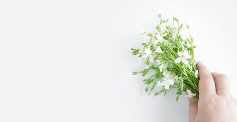 Fototapeta na wymiar Bouquet of white flowers in a hand isolated on a white background. yaskolka creeping groundcover. Banner