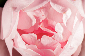 Detailed closeup of a real macro flower texture