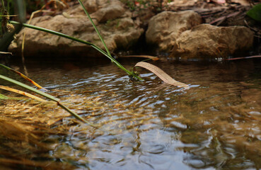 grass blade in the creek