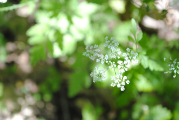 A bunch of white flowers and green leaves