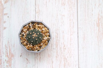 Top view of a Echinopsis cactus flower growing  in a flower pot on white wooden background with copy space