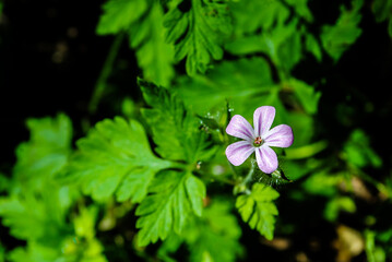 Purple flower and green leaves