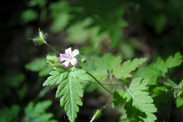 Purple flower and green leaves