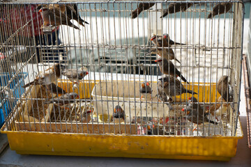 Caged songbirds for sale