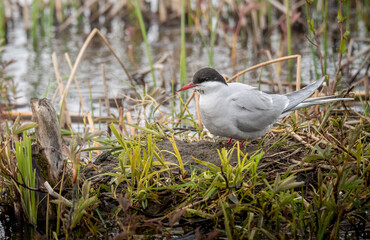 Arctic Tern