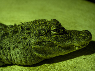 Portrait of a rare Chinese alligator, Alligator sinensis, who lives in China on the Jagtse River