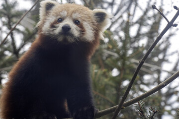 A red panda, Ailurus fulgens, sits on a tree and observes the surroundings