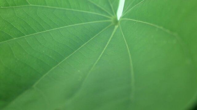 Water droplets rolling on the green lotus leaf.