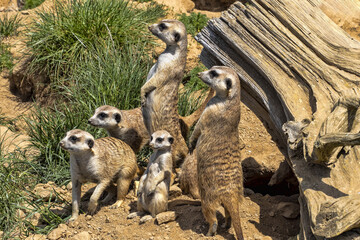 The Meerkat family, Suricata suricatta, looking for food with its young