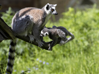 Female Ring-tailed Lemur, Lemur catta, with cub sitting on a tree