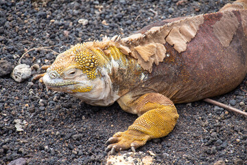 Marine Iguana yellow Galapagos close up