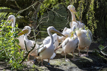 The Great White Pelican, Pelecanus onocrotalus, nests its feathers between branches