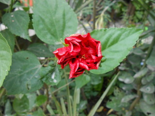Fototapeta na wymiar red hibiscus in the garden
