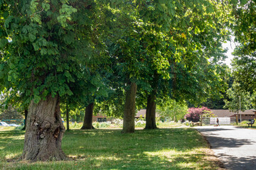 Horse chestnut trees in a park in the UK.