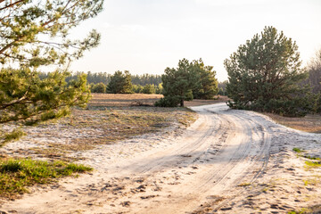 Sandy road through the field and young pine trees into the forest on a sunny day. Horizontal orientation. 