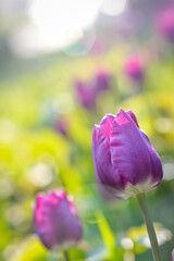 beautiful purple tulip flowers field back lit in spring sunlight 