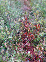 the pulmonary blood track after a shot of a roe buck