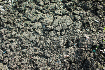 Dry Earth Texture