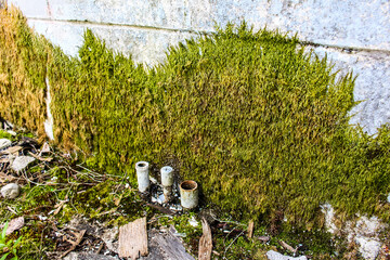 Moss on an Old Wall