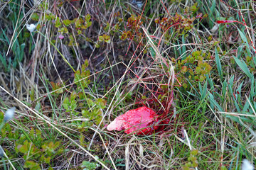 the pulmonary blood track after a shot of a roe buck