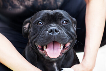 Adorable dog of staffordshire bull terrier breed, widely smiling with tongue out, sitting in human hand embracing. Cute pet face expression, friendly animal. Black color of staffbull and human dress.