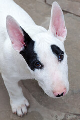 Close up portrait of funny little puppy of bull terrier breed, looking from down to camera with adorable face expression. White playful dog with black spots at home. Outdoors.