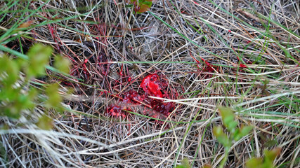 the pulmonary blood track after a shot of a roe buck