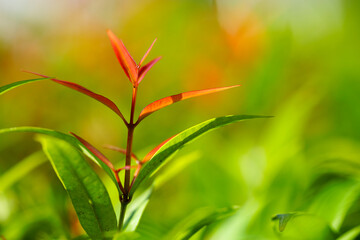 Closeup of Nature view of green and red leaf on blurred green background