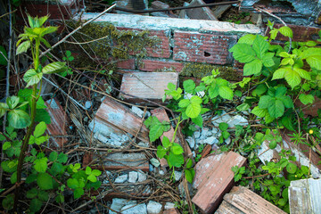 Old Bricks and Leaves