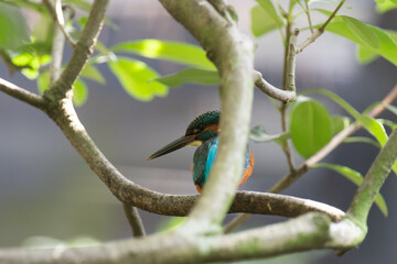 美しい青い鳥　カワセミ　翡翠