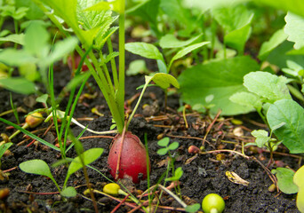 red young radish grows in the garden