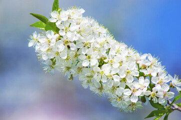 Blooming cherry tree branch against the sky.