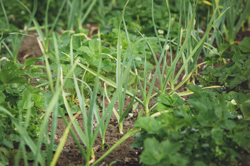 Green garlic grows in the garden.