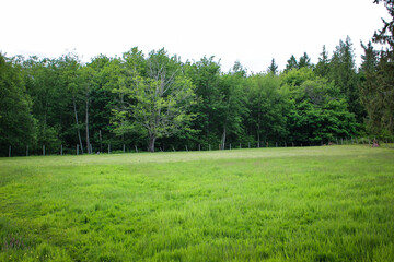 Green field with trees