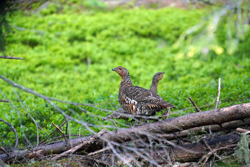 capercaillie hen on the forest floor