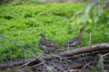 capercaillie hen on the forest floor