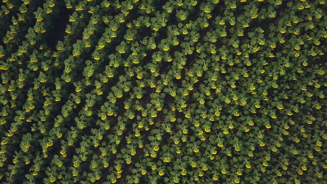 Aerial view of a big sunflower field blooming with a beautiful golden color. Top view. 4K.